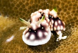 Nikon D100, 105 macro, two strobo
Shot take in Moal Boal... by Marchione Giacomo 